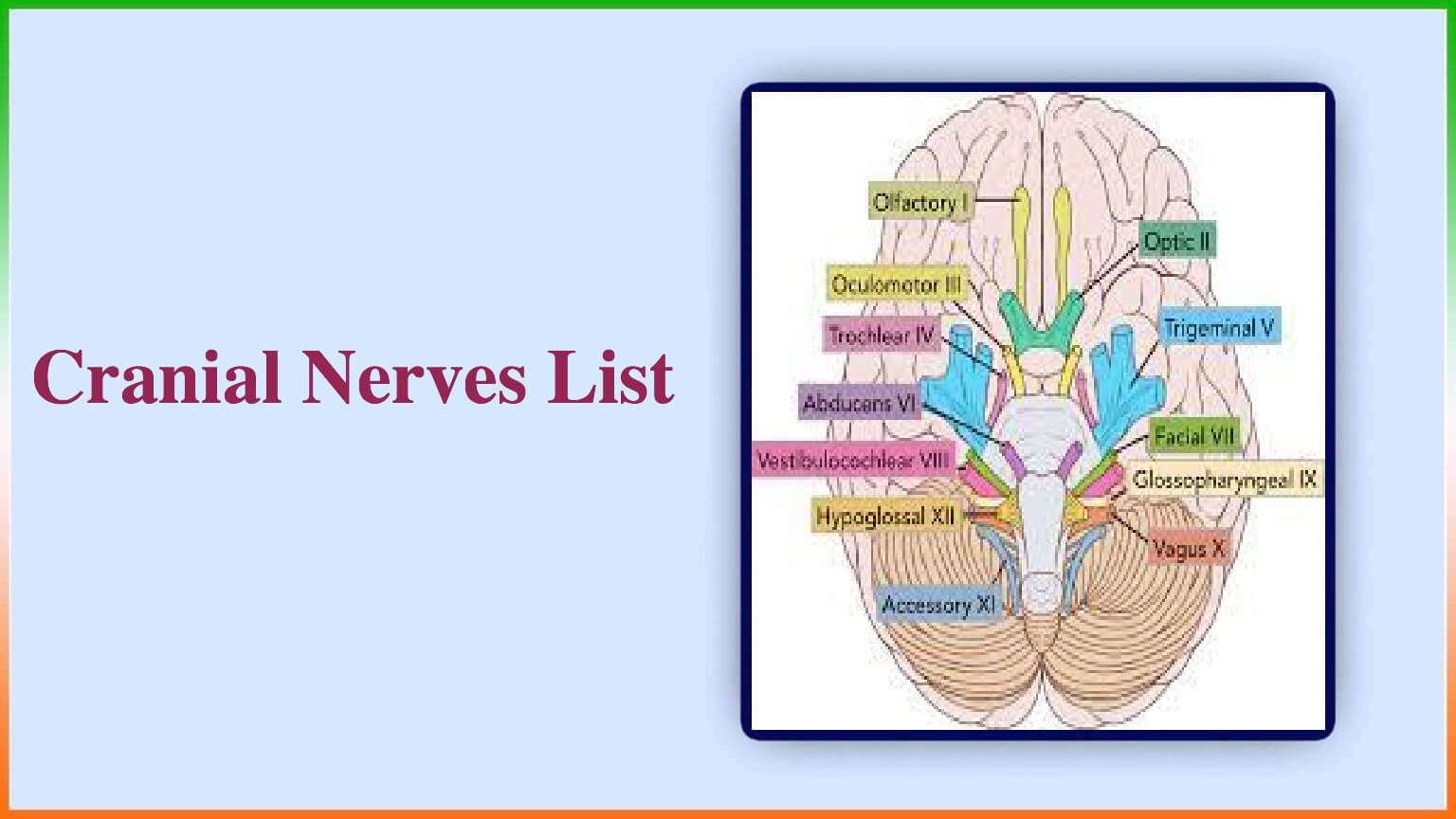 Cranial Nerves List