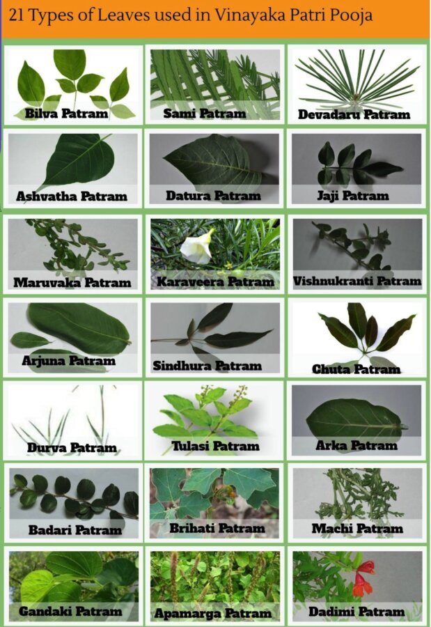 21 Leaves Used In Vinayaka Patri Ganesh Pooja 